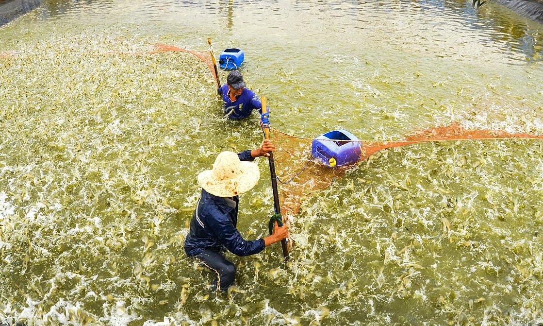 Xây hệ thống cấp nước cho 60.000 ha nuôi tôm ở Bạc Liêu - Cà Mau