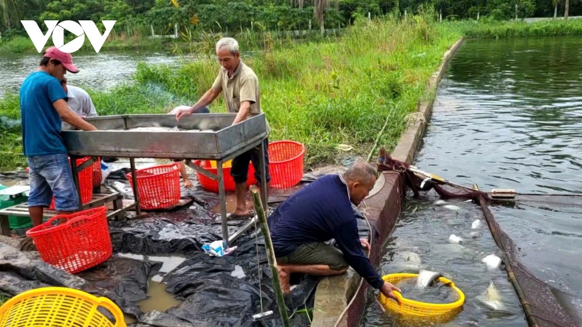 Giá cá thát lát sụt giảm, người nuôi cá ở Hậu Giang vẫn có lãi